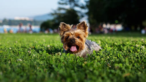 Yorkshire Terrier lying on grass with tongue out.