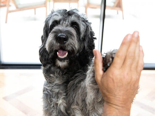 Dog high fiving person