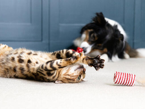 Dog and cat playing