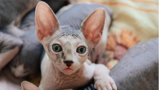 Light Sphynx with green eyes.