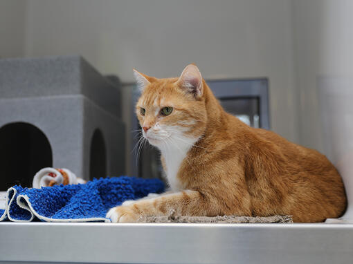 Ginger cat at the vets