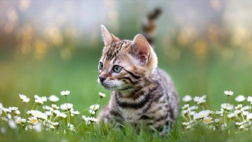 Dark striped kitten sitting in field of daisies.