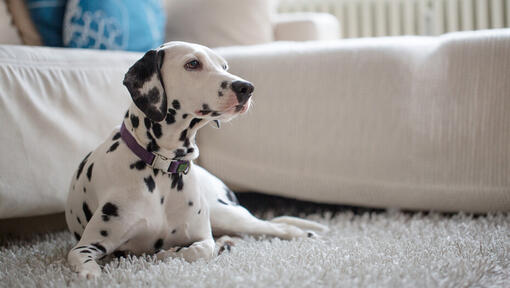 Black and white Dalmatian lying down on carpet.