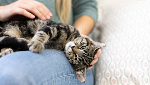 Dark Tabby kitten lying on owner's lap.