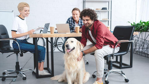 Office workers cuddling Golden Retriever