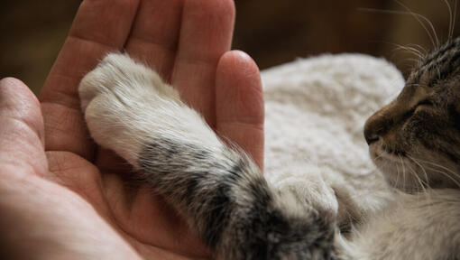 human hand holding a cat's paw