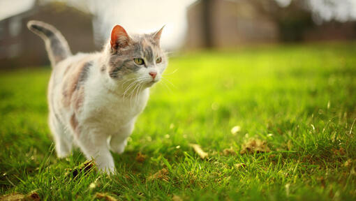 Cat walking outside