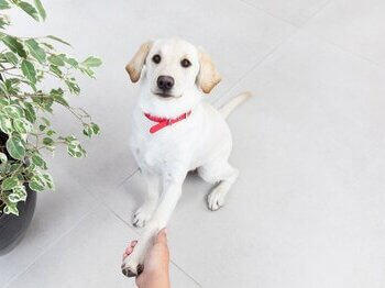 Dog giving his paw to owner