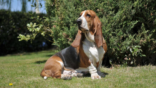 Tricolour basset hound sitting on the grass.