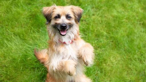 dog standing on hind legs