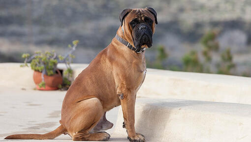 Brown Bullmastiff sitting