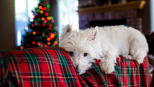 White dog lying on a festive blanket with a christmas tree in the background