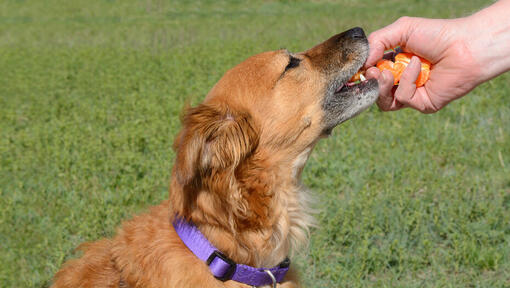 Dog being fed an orange