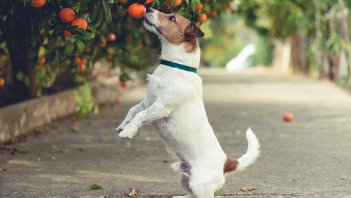 Jack rusell jumping up to sniff an orange from an orange tree
