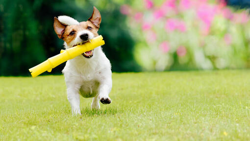 Small dog running with yellow toy