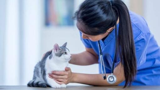 Vet examining cat