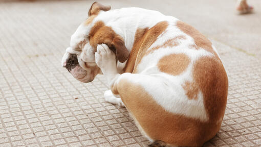 Bulldog scratching