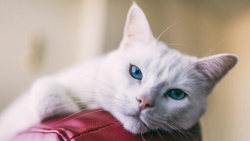 white cat lying on a red chair