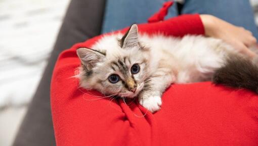 Cat Flu: Symptoms, Treatment & Long-term Effects