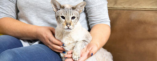 Owner holding cat