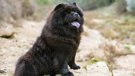 Black Chow Chow dog sitting