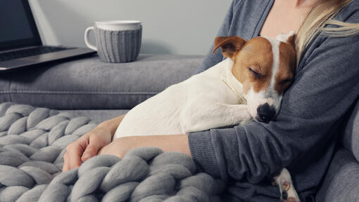 Jack Russell asleep in owner's arms
