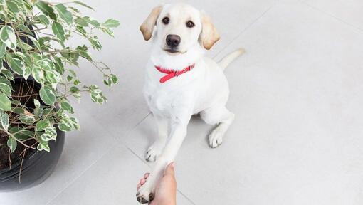 Puppy giving paw to owner