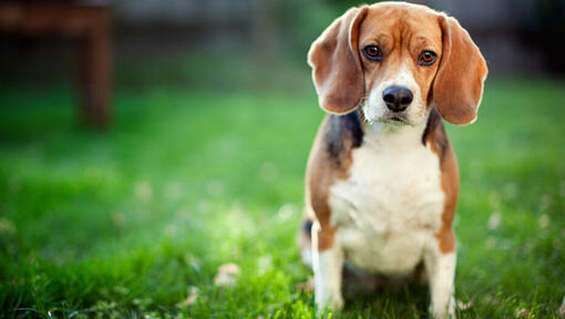 Beagle sitting in a field.