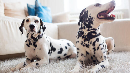 Dalmatians