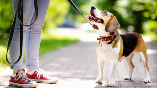 Jack Russell Terrier with tongue out looking at owner.