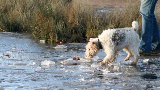 dog walking through icy river