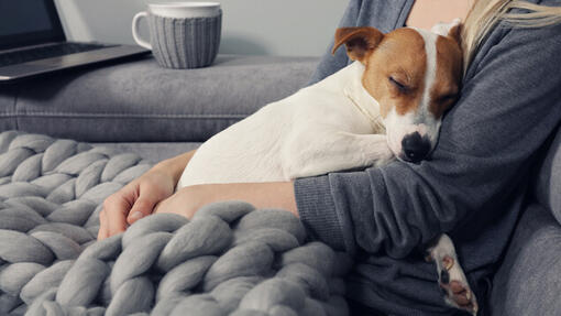 young jack russell sleeping in owner's arms