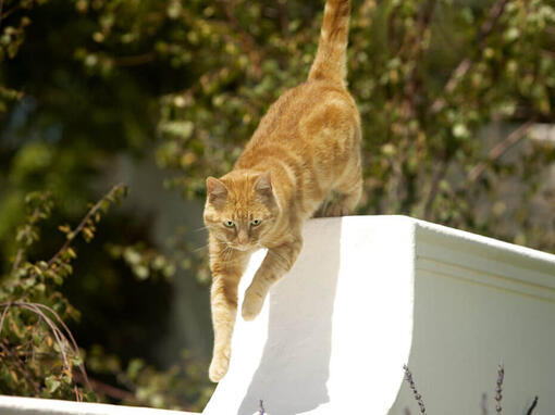 ginger cat jumping from gate outside