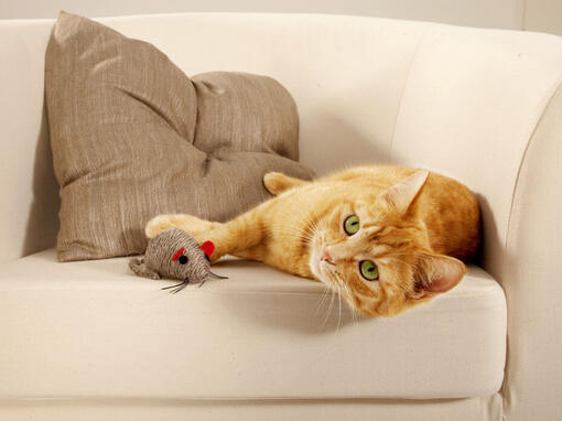 ginger cat laying next to mouse toy