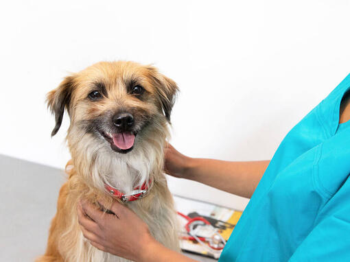 Terrier at the vets