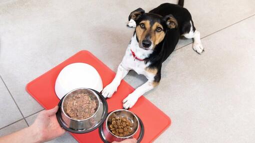Can a 3 Week Old Puppy Eat Soft Dog Food: Essential Nutrition Guide