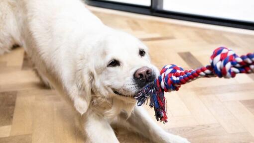 golden retriever playing tug of war