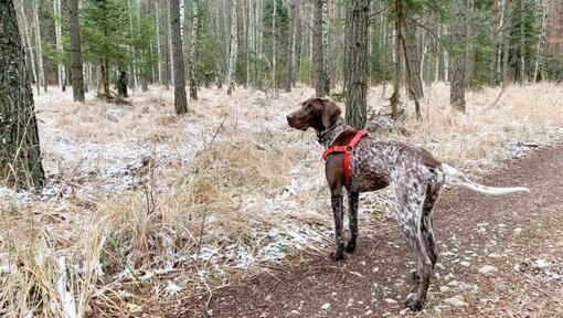 can german shorthaired pointers be left alone