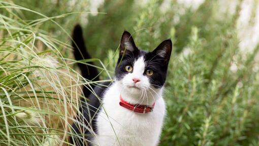 Snowshoe cat in long grass.