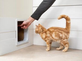 Cat being shown flap