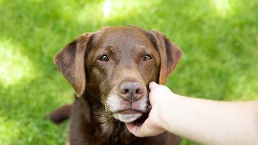 Dog being stroked by owner