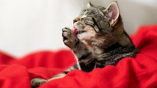 cat grooming self with tongue