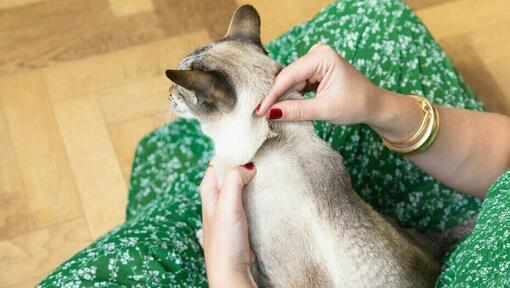 woman checking grey cat's fur