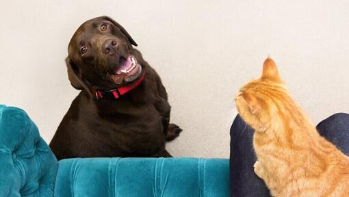 Cat sitting on owner's lap while dog looks up at them.