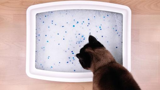 cat sniffing a litter box