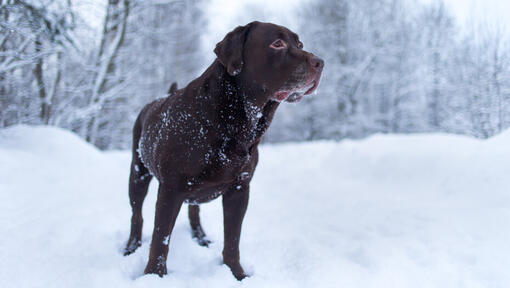 chocolate labrador standing in the snow
