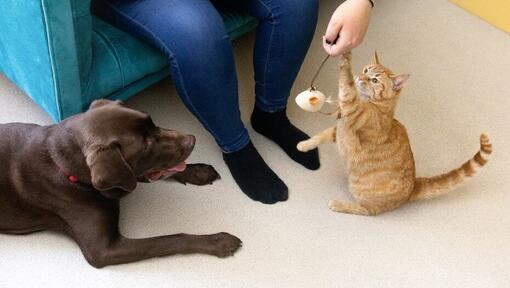 Cat playing withe feather toy with owner while dog watches