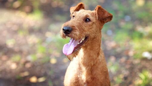 Irish Terrier with tongue out
