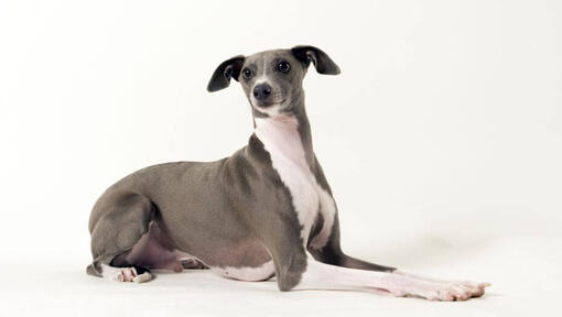 Italian Greyhound