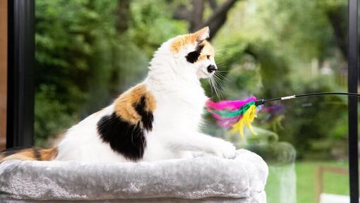 Kitten playing with bright coloured feather wand